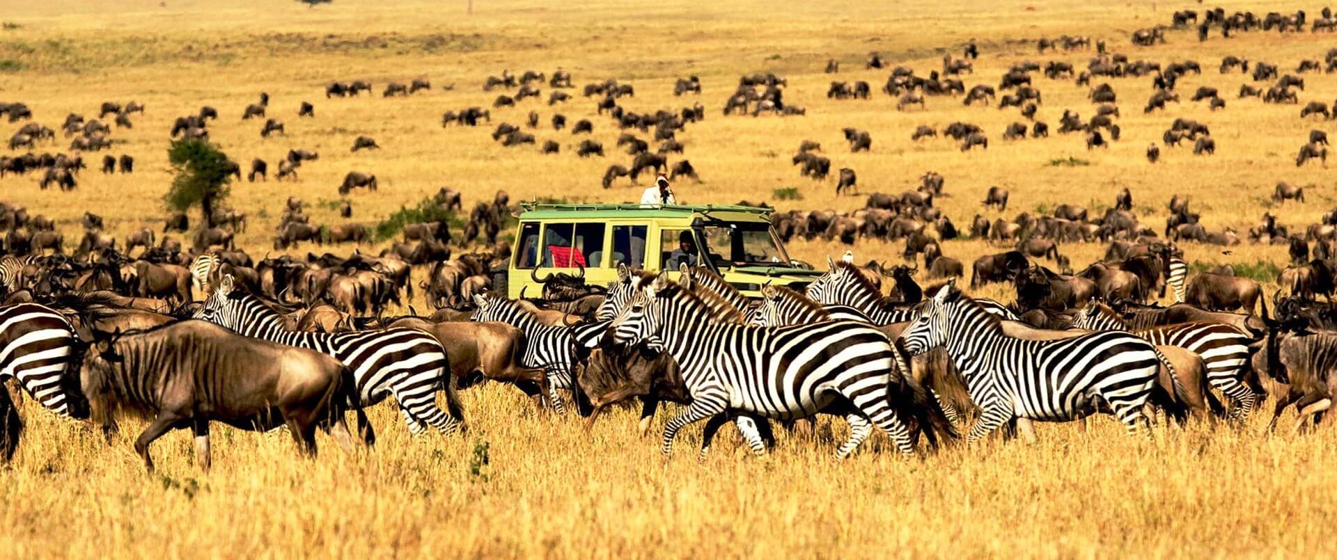 Serengeti collection photo 1